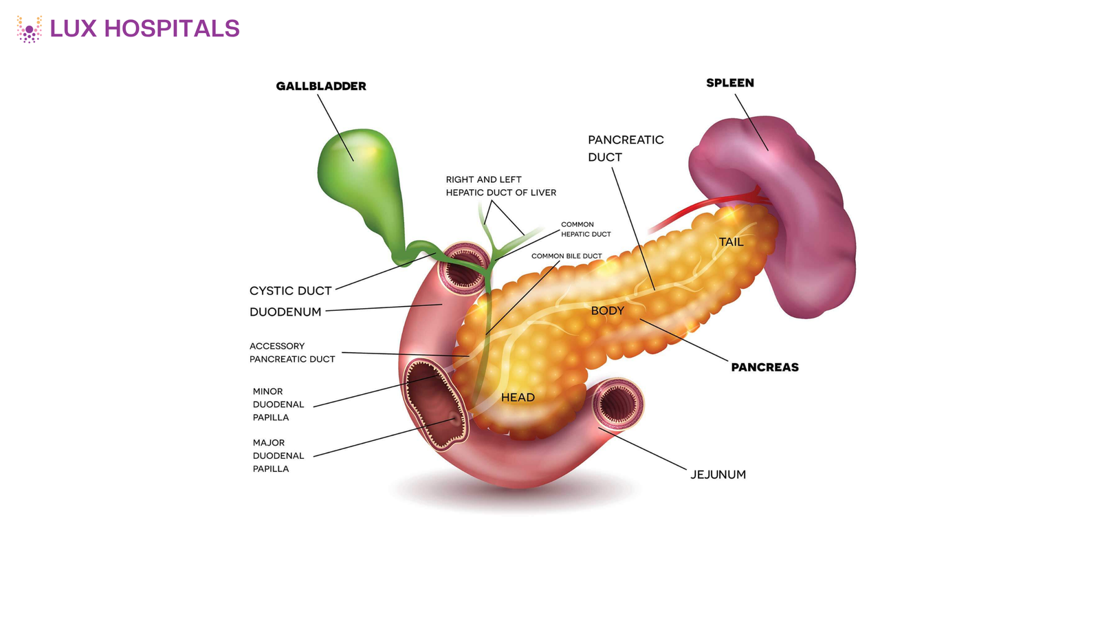 Early Signs of Pancreatic Neoplasms You Should Not Ignore